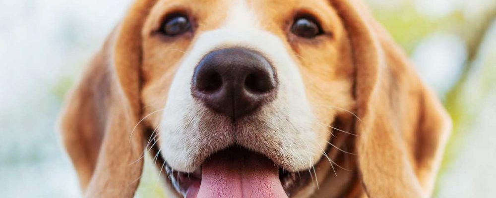 Can Dogs Sense Depression? | Banyan Mental Health
